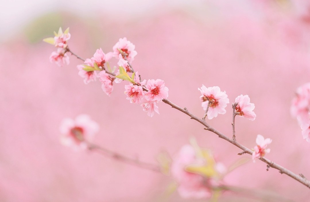 白纱汉服少女花林长廊写真,编发缀粉花